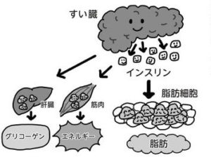 究極の糖質制限ダイエット（沢山食べても大丈夫）の仕組み